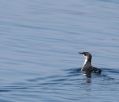 Xantus' Murrelet